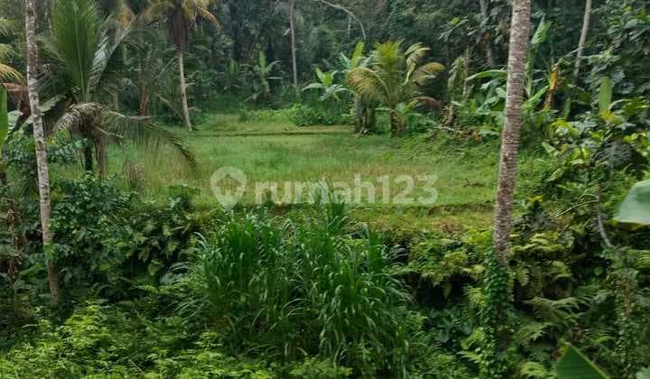 Land For Sale / Jual Tanah Murah di Manuaba Kenderan Bali