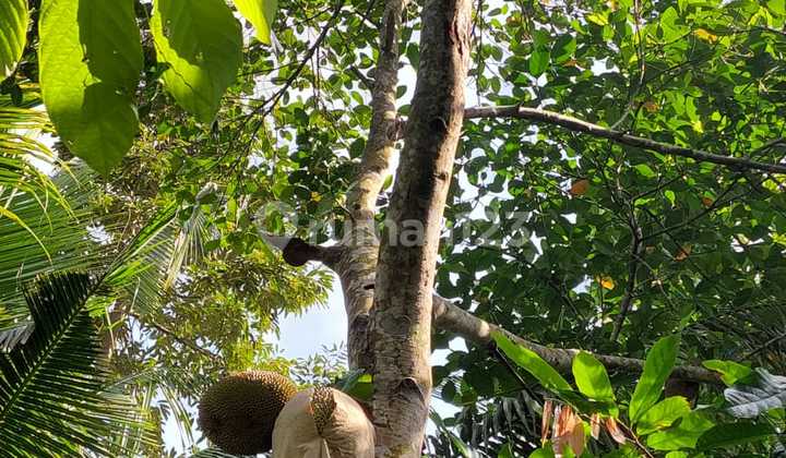 Dijual ******** Buleleng Bali Sudah Ada Pohon Buah-Buahan Cocok untuk Invest Villa