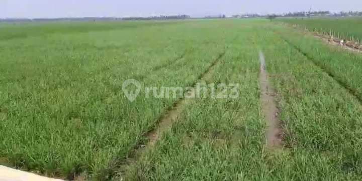 Di Jual Tanah Karawang K Lurahan Dongkal