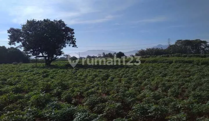 Di Jual Tanah MURAH 1 hektar di Bogor Tanah Sereal, Jawa Barat Di Jual Tanah MURAH 1 hektar di Bogor Tanah Sereal, Jawa Barat