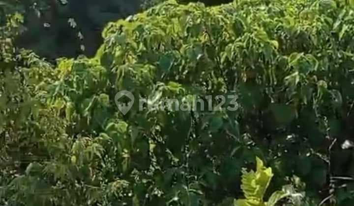 Hot List For Sale Land Loss Sungai View Sungai Hutan Location Lodtunduh Ubud Gianyar