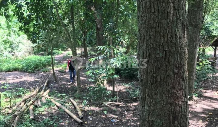 Hot List Di Jual Tanah Loss Sungai View Sungai Lokasi Tangguntiti Tegal Mengkeb Selemadeg Tabanan