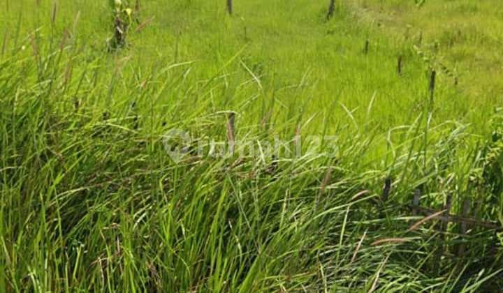 Tanah Luas Harga Murah Di Cibarusah Bekasi