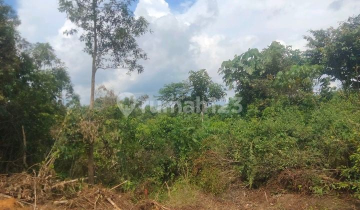 Tanah Murah 200juta/2hektar Di Ikn