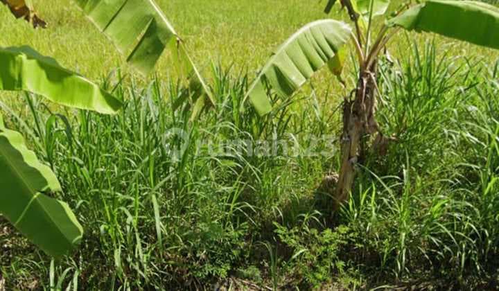 Hot List of Roadside Land for Sale, Jalan Permata Pering Blahbatuh Gianyar