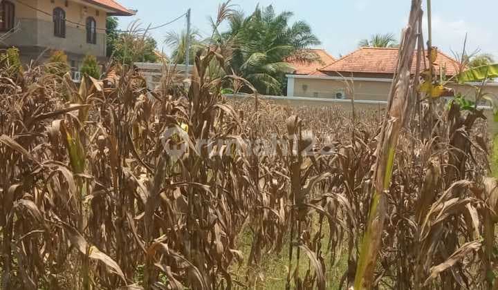 Hot List For Sale Road Side Land Location Singapadu Sukawati Gianyar