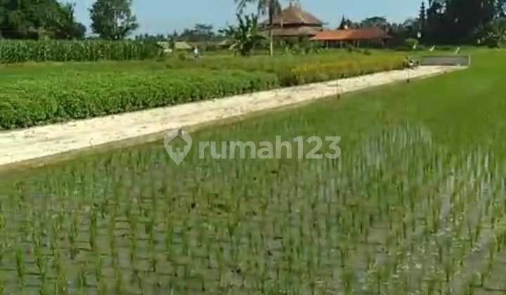 Hot List of Land for Sale with Rice Field View, Abiansemal Badung Location