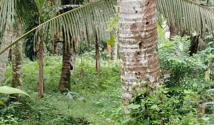 Hot List Di Jual Tanah Loss Sungai View Sawah Lokasi Pejeng Kawan Ubud Gianyar