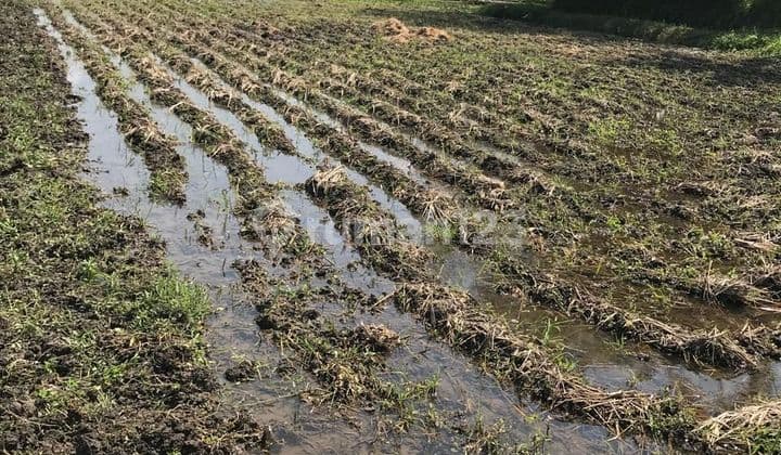 CERTAINLY CLOSING FOR RENT LAND IN NYAMBU KABA KABA KEDIRI TABANAN LOCATION