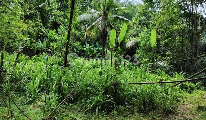 Pasti Closing Di Sewakan Tanah Loss Sungai Ayung Lokasi Mambal Abiansemal Badung