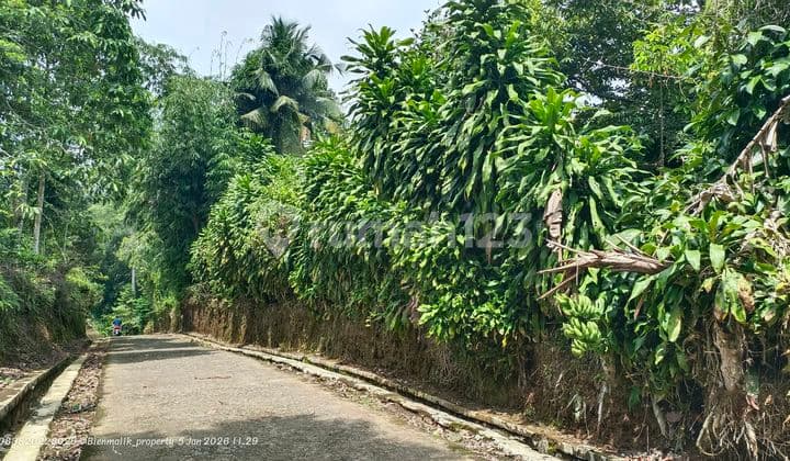 Dijual Kebun Produktif 5.000 M² Pinggir Jalan Besar & Dekat Pemukiman - Lokasi Strategis Kiarapedes,