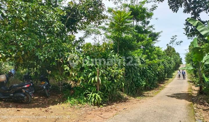 Tanah Kebun Subur & Datar Produktif | Samping Jalan | Area Perkebunan Premium