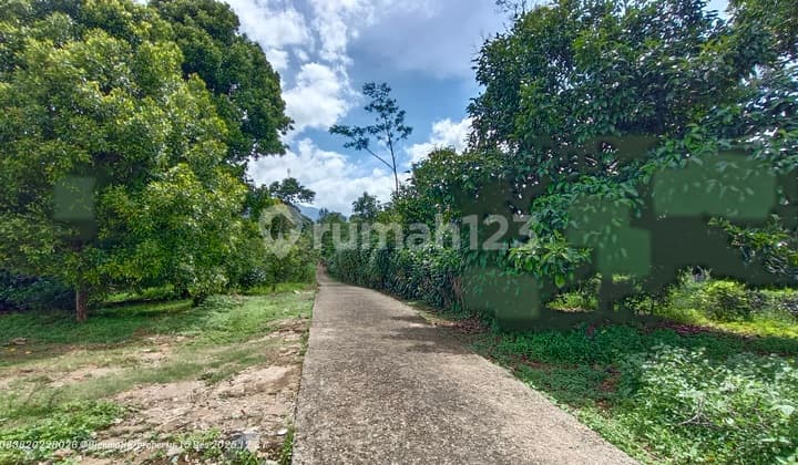 Kebun Datar & Produktif 4.200 M² Samping Jalan - View Gunung, Udara Sejuk Kiarapedes