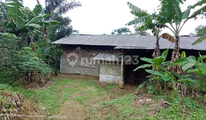 Dijual Kebun Produktif Pegunungan + Bonus Kandang Ayam | Udara Sejuk Wanayasa Purwakarta