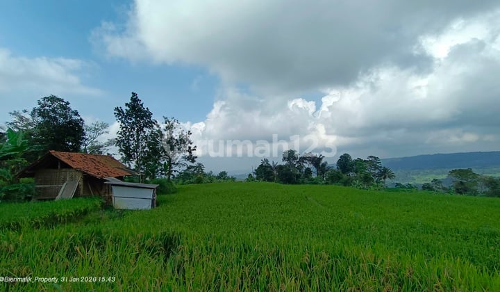 Dijual Sawah Aktif Produktif View Gunung - Siap Panen & Langsung Digarap