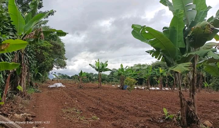 Di Jual Kebun View Gunun Akses Masuk Mobil Ada Pohon Durian