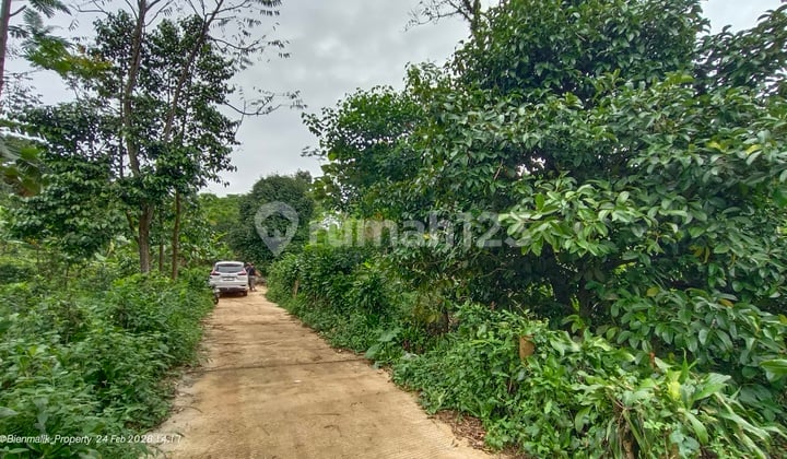 Di Jual Kebun Subur Siap Panen, Durian dan Manggis