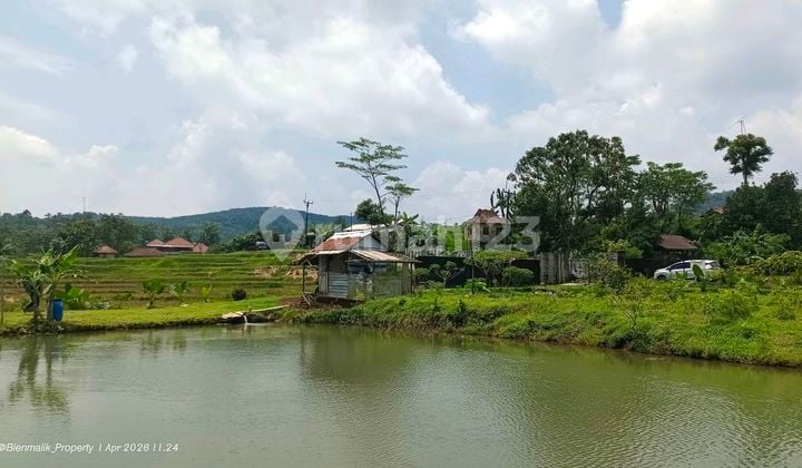 Lahan Kolam Strategis Cocok untuk Agrowisata