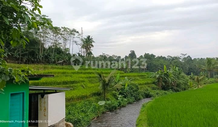 Sawah Aktif Produktif Samping Sungai Jernih Samping Jalan
