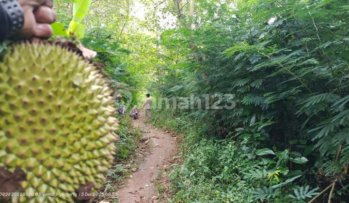 Kebun Produktif 2.080 M² Tanah Datar - Akses Mobil & Truk, View Sawah & Waduk Jatiluhur
