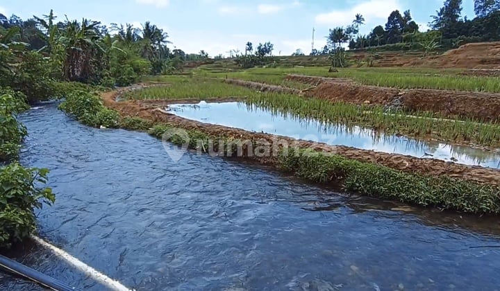 Kolam Ikan Samping Jalan Mobil Pinggir Sungai Jernih