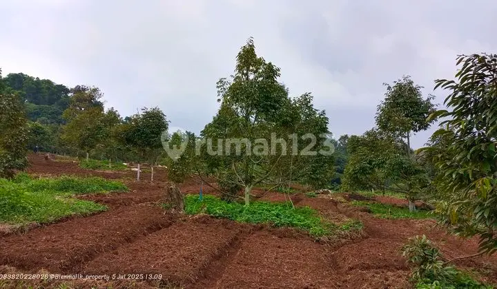 Di Jual Kebun Premium Berikut Kolam Ikan5 Menit Dari Gerbang Toll