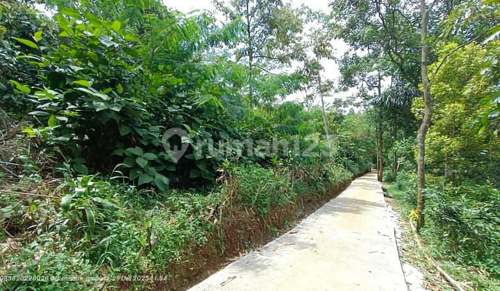 Perkebunan Produktif Subur Ada Durian-Cengkeh-Manggis-Pete