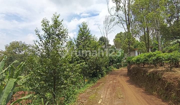 Kebun Produktif di Area Villa Udara Sejuk