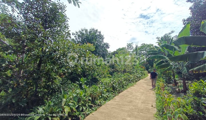 Kebun Produktif Samping Jalan Dekat Rumah Warga