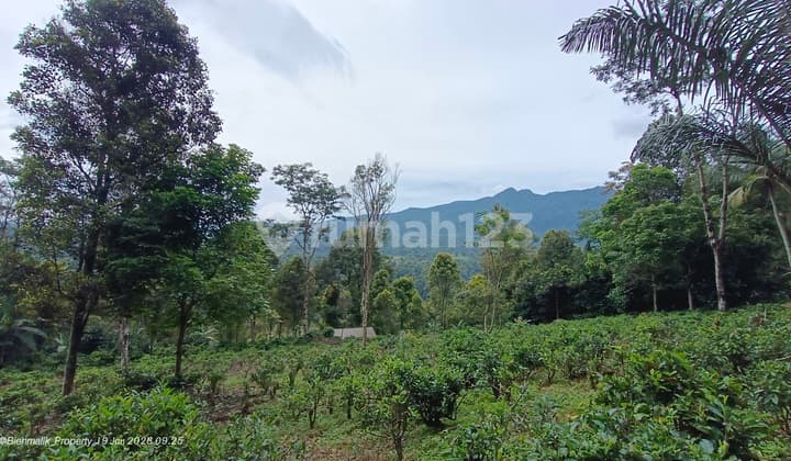 Kebun Profuktif View Gunung Udara Sejuk Pegunungan