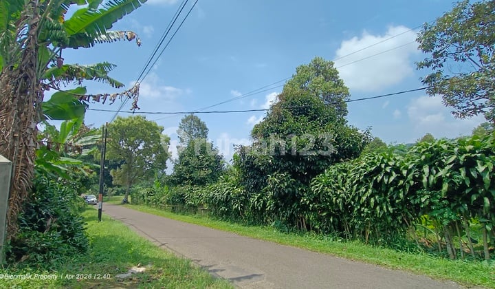 Kebun Durian Alpukat Manggis Pinggir Jalan Utama