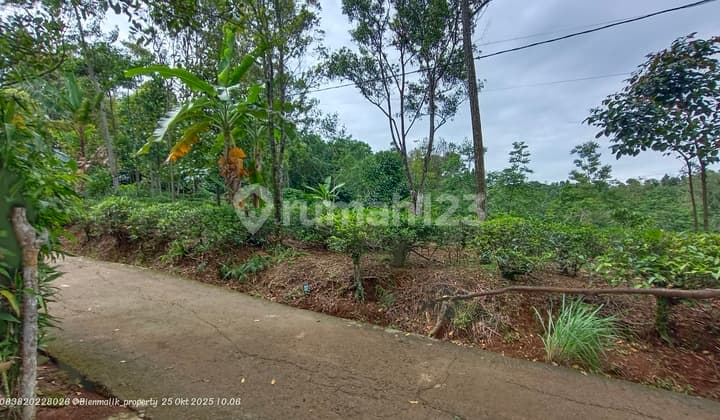 Kebun Produktif Lokasi Strategis Samping Jalan