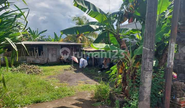 Tanah Jalan Kresna Darmasaba Badung Cocok Dibangun Rumah