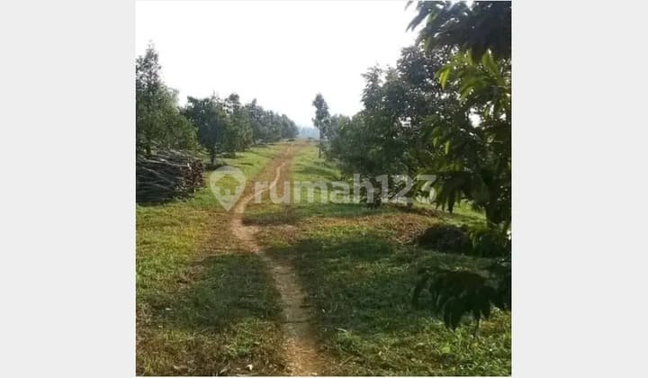 For Sale Productive Plantation Land 130 Ha in Ciemas Sukabumi - Ready for Harvest & Suitable for Agrotourism Investment! (022)