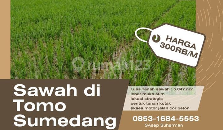 Tanah sawah produktif di tomo sumedang lokasi strategis