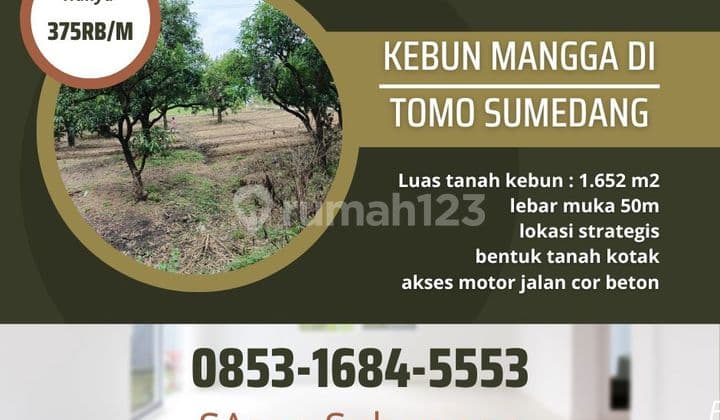 Tanah kebun mangga produktif di tomo sumedang lokasi strategis