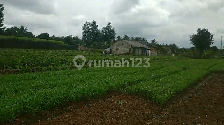 Tanah Aktif Murah Harga 400Rb/Meter Persegi di Cimanggu Kab Bogor