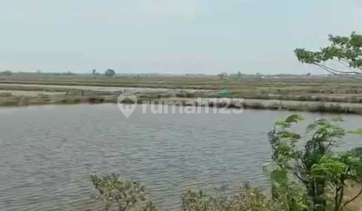 Di Losari Cirebon Tanah di Jual 1000 Hektar , Murah 175K Per M2