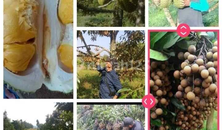 Dijual Lahan LT 130 Ha Surat SHM di Desa Ciemas Sukabumi