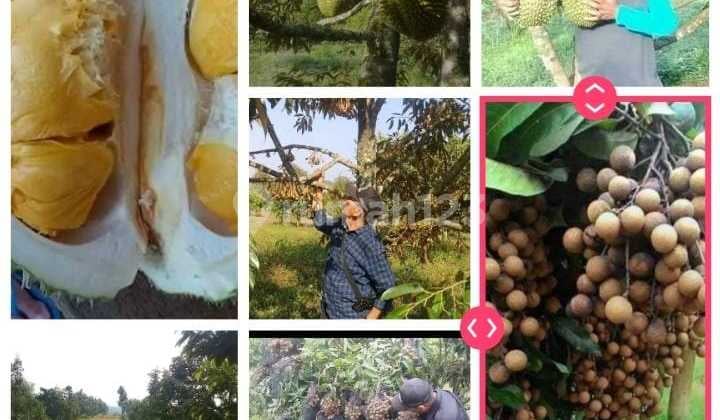 Dijual Lahan LT 130 Ha Surat SHM di Desa Ciemas Sukabumi