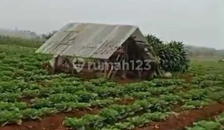 Dijual Tanah / Kebun 250 Hektar di Cijangkar Sukabumi