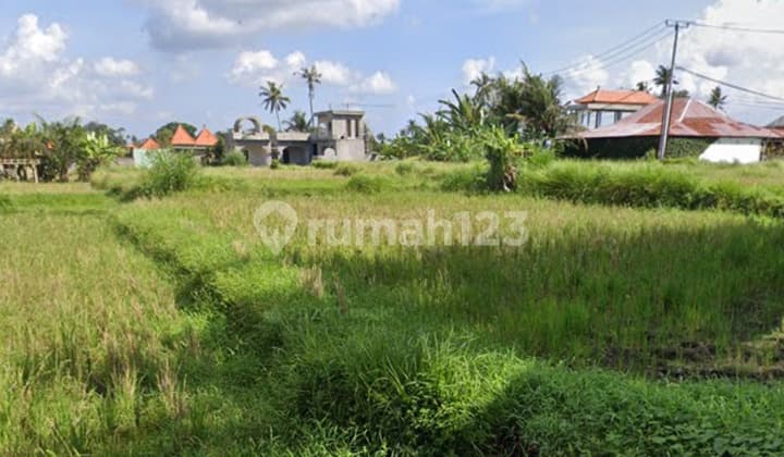 Tanah Kontrak Luas 10 Are di Gelogor Ubud Gianyarbali