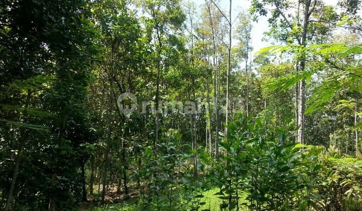 Dijual Tanah Cocok Untuk Peternakan Atau Rumah Subsidi Di Cigudeg Bogor