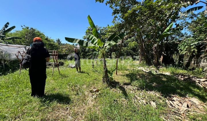 Dijual Cepat Tanah Strategis Di Dekat Kampus IPB Dramaga Bogor Bonus Bangunan Rumah Cocok Untuk Kost
