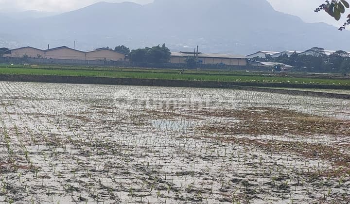 Jual Tanah Sawah Luas di Cinambo Bandung