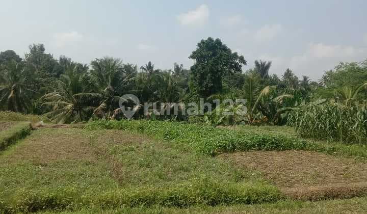 Tanah Persawahan Strategis Jalan Utama di Cengkok Mengwi Badung