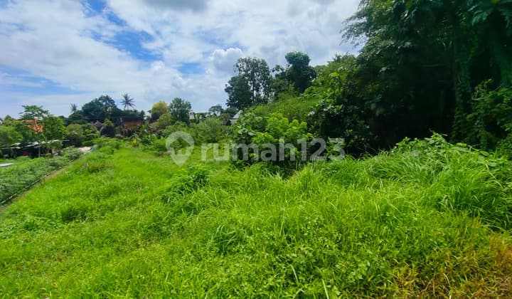 8 Are Land with Rice Field View, Freehold Title in Munggu, Badung