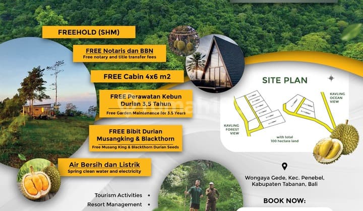 Dijual Tanah View Laut Dan Hutan Bonus Bibit Durian Dan Cabin