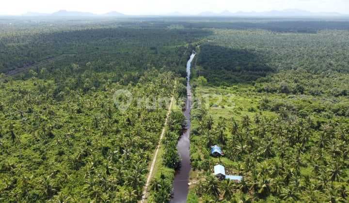 Dijual Cepat Tanah Peniti Sekadu Hilir Kalimatan Barat