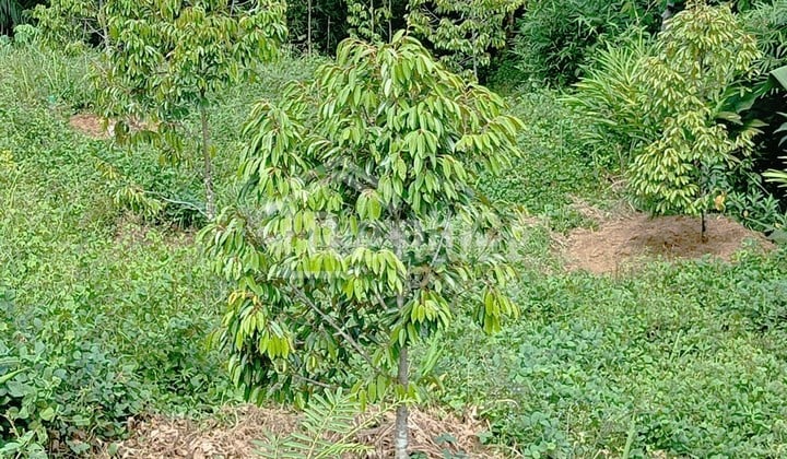 Tanah di Randudongkal , Pemalang Si Me 6736